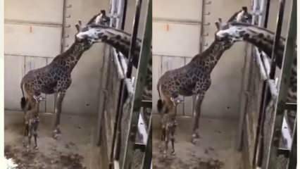 Les réactions de la girafe, du père, ont secoué les réseaux sociaux! 