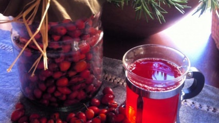 Quels sont les avantages de l'églantier? À quoi sert l'huile de rose musquée? Comment est fabriqué le thé à la rose musquée?