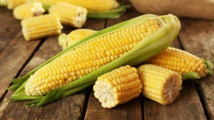 Quels sont les méfaits du maïs?