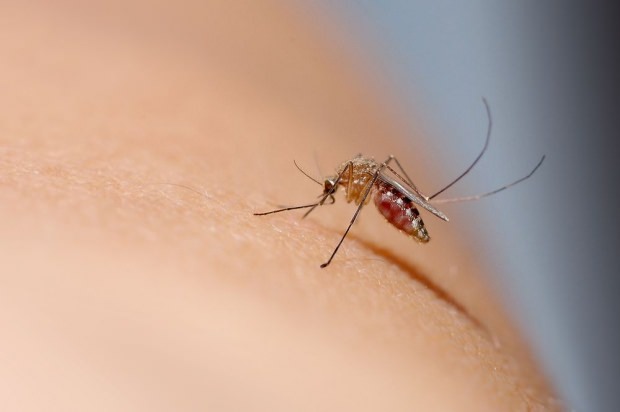 Comment passe la piqûre de moustique