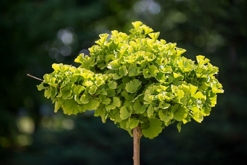 image de la plante de ginkgo biloba