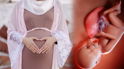 Prières et dhikrs esmaül Hüsna à lire pour que le bébé soit en bonne santé pendant la grossesse