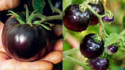 Ennemi du cancer: qu'est-ce qu'une tomate noire? Quels sont les avantages des tomates noires?
