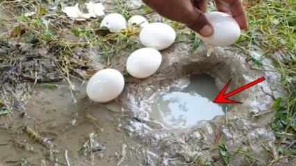 Le phénomène YouTube a attrapé du poisson en cassant un œuf dans l'eau! Voici le résultat étonnant ...