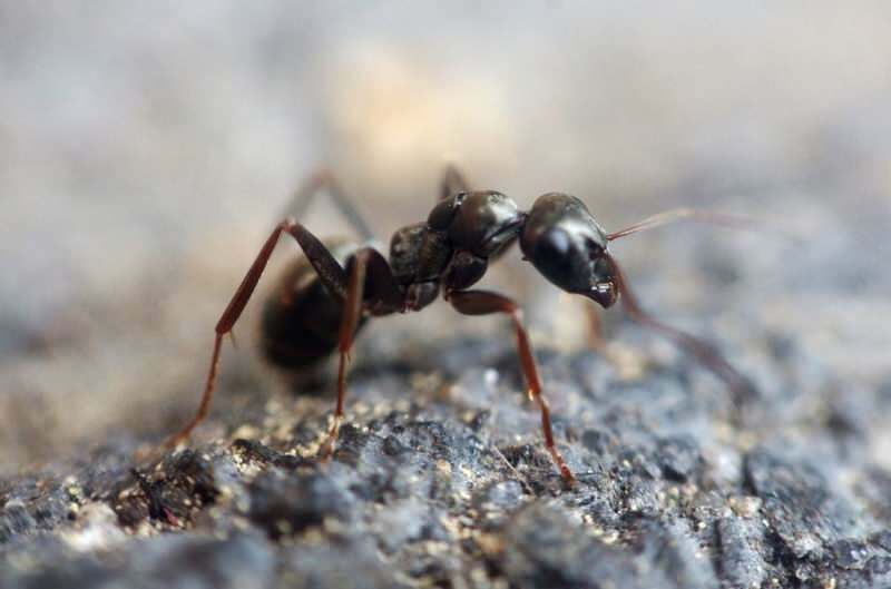 Méthode efficace pour éliminer les fourmis à la maison! Comment détruire les fourmis sans les tuer?