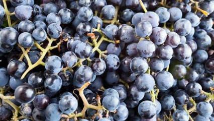 Qu'est-ce qu'un raisin parfumé et quels sont ses avantages?