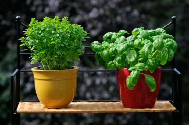 comment faire pousser du basilic frais