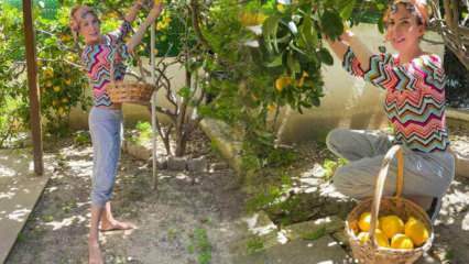 La chanteuse Tuğba Özerk a cueilli le citron de l'arbre dans son propre jardin!