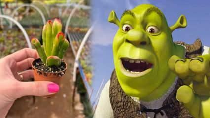 Comment faire pousser une plante à oreilles de Shrek? La plante à oreilles Shrek fleurit-elle? Soins des oreilles Shrek