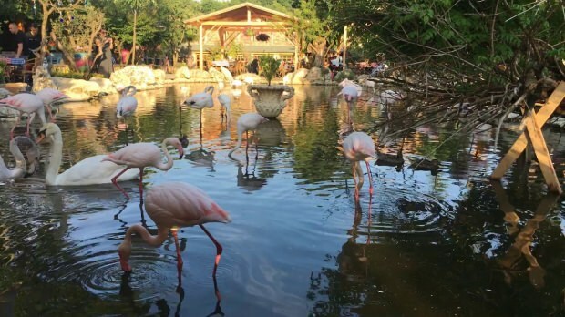 Comment se rendre à Flamingoköy?