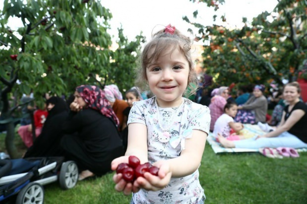 11e dans le jardin des cerises de la municipalité de Bağcılar. Activité de récolte de cerises!