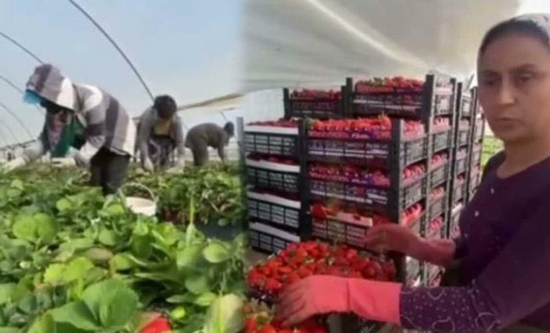 La récolte des fraises continue! Attendre 45 jours et récolter 6 mois