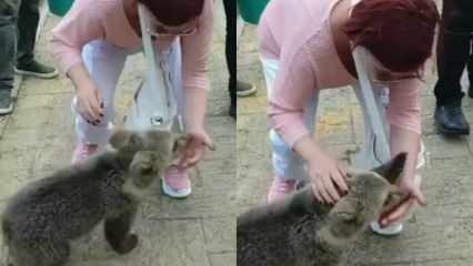 Emel Müftüoğlu a été attaquée par l'ourson qu'elle a nourri!
