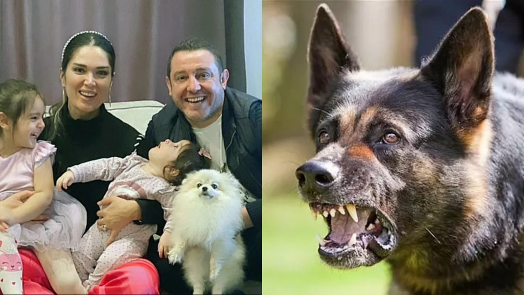 Ils ont mis en pièces le chien de Nihat Kahveci! Un autre cas de chiens errants