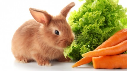  Que mange le lapin et de quoi se nourrit-il? Soins faciles du lapin à la maison