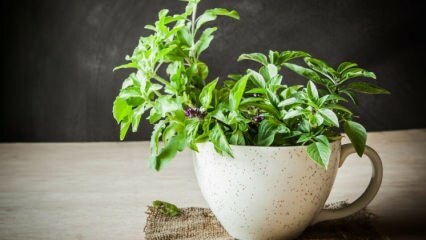 Comment faire pousser du basilic?