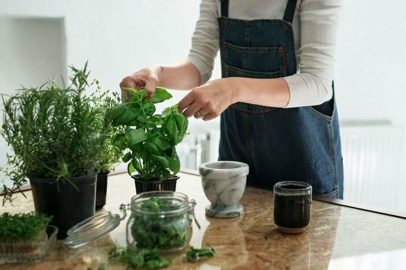 Comment faire pousser une plante chez soi? 5 suggestions pour ceux qui veulent faire pousser des plantes chez eux avec leurs propres moyens