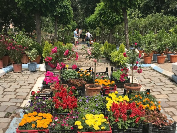Visite du festival Bayındır Çiçek