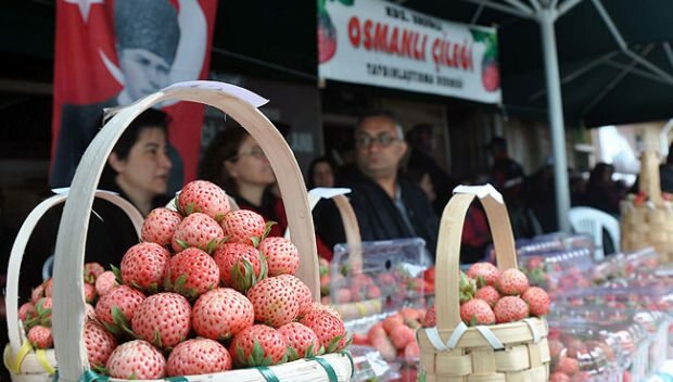 Festival ottoman de la culture et de l'art des fraises d'Ereğli 