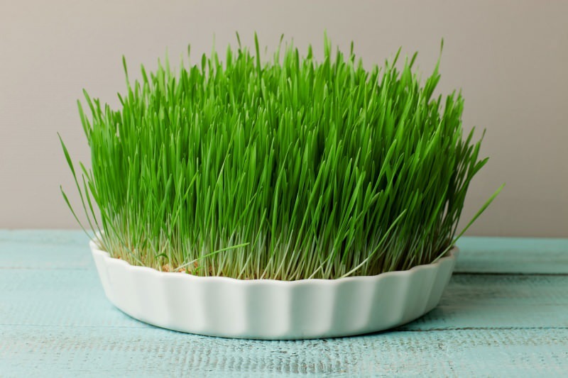 l'herbe d'orge est la source de protéines la plus riche de la nature