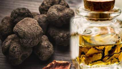 Quels sont les bienfaits des truffes? Comment obtenir de l'huile de truffe et y a-t-il un avantage?