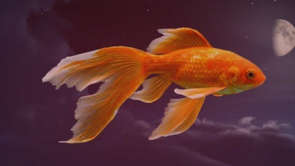 Que signifie voir des poissons dans un rêve? Pour te voir pêcher dans un rêve