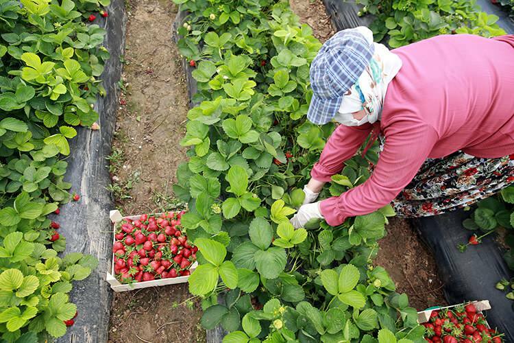 `` Lutte ouvrière '' des travailleuses dans les serres de fraises
