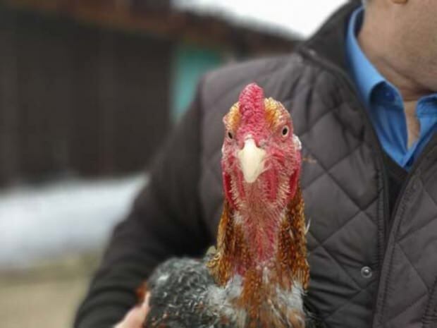 Un citoyen de Bursa a amené du poulet aurifère du Brésil