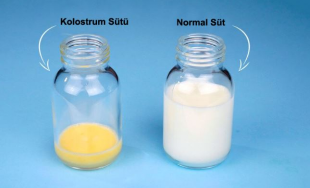 Quels sont les bienfaits du lait de colostrum pour le bébé? Différences par rapport au lait maternel