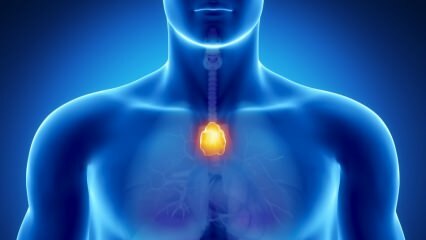 Qu'est-ce que la glande thymus? Que fait le thymus? 