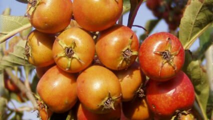 Quels sont les avantages du fruit d'aubépine? Si vous consommez régulièrement du vinaigre d'aubépine ...