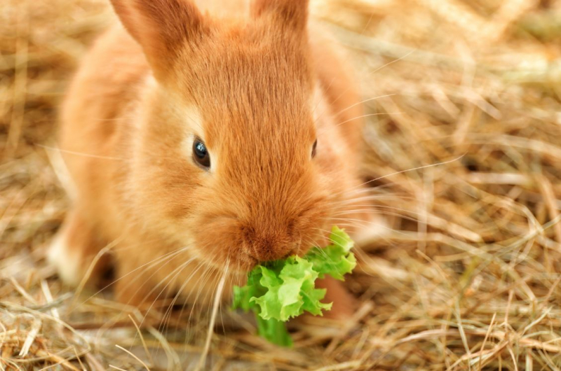 Que mange le lapin? Les aliments que le lapin aime