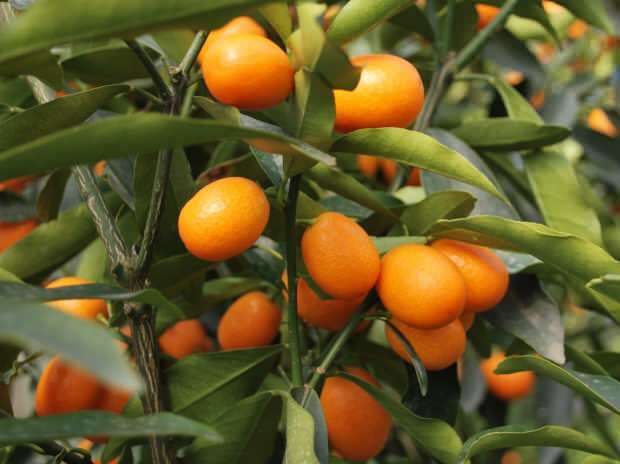 le kumquat est également cultivé en pot