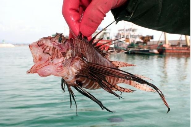Des poissons vénéneux capturés à Mersin!