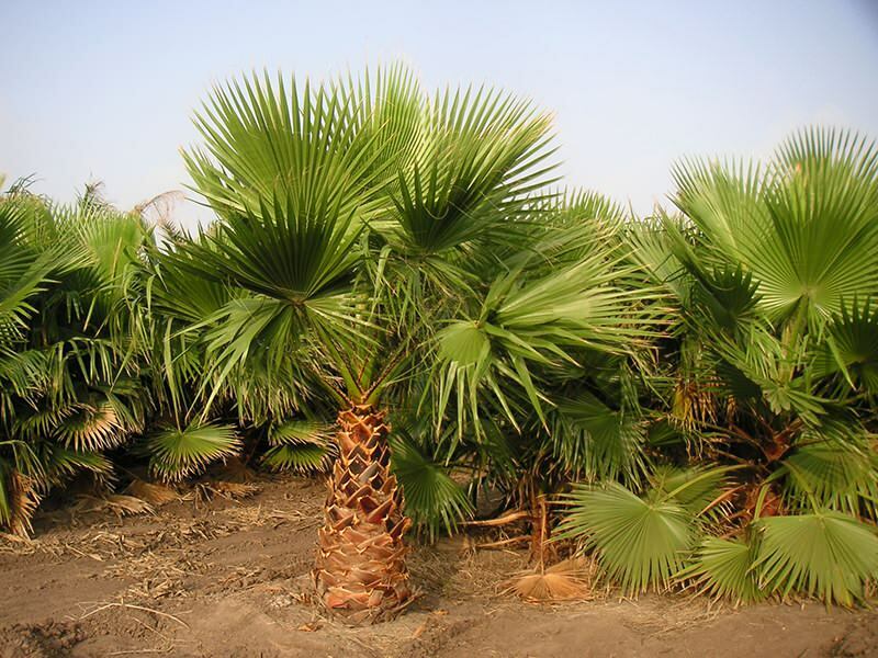Qu'est-ce qu'un palmier? Caractéristiques du palmier
