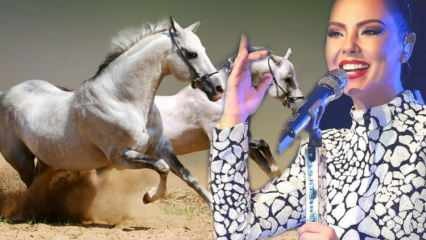 Le sort du cheval d'un million de dollars du chanteur Ebru Gündeş a été annoncé!