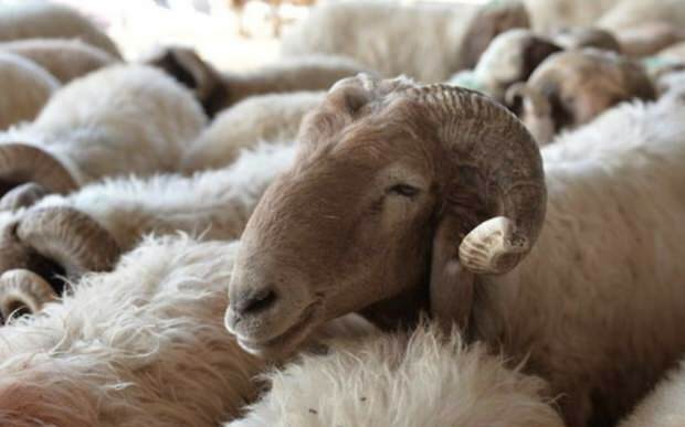 Que faut-il considérer lors de l'achat de moutons sacrificiels?