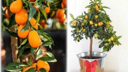Comment faire pousser du kumquat dans un pot de fleurs? Soins Kumquat à domicile