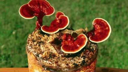 Quels sont les avantages du champignon reishi? Comment consommer le champignon reishi?