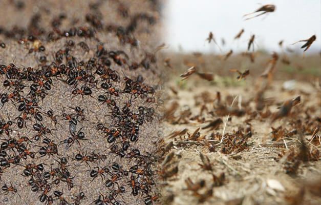 Où est l'invasion des fourmis? Infestation de fourmis après infestation de sauterelles