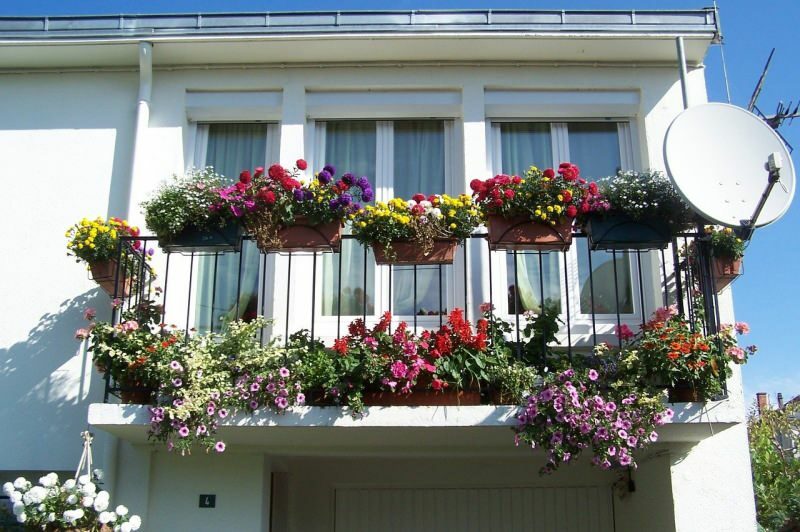 Suggestions de décoration de balcon pour les mois de printemps! Noms de fleurs d'ours de printemps
