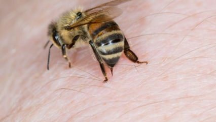 Qu'est-ce que l'allergie aux abeilles et quels sont les symptômes? Des méthodes naturelles bonnes pour les piqûres d'abeilles