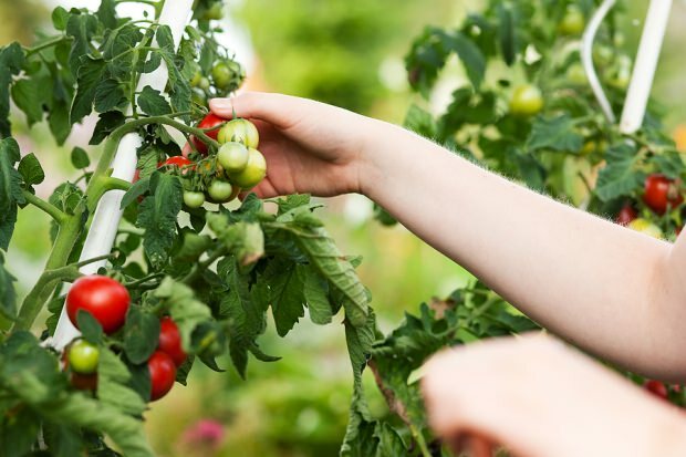 Comment perdre du poids en mangeant des tomates? 3 kilos de régime aux tomates