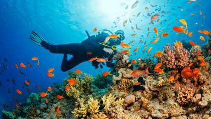 4 itinéraires spéciaux pour la plongée sous-marine! les plus beaux spots de plongée de Turquie