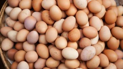 Que faut-il considérer lors du choix d'un œuf?