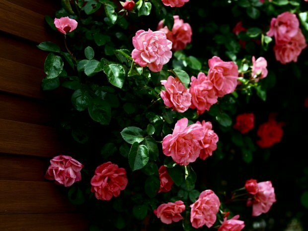 Comment chercher une rose dans un pot de fleurs?