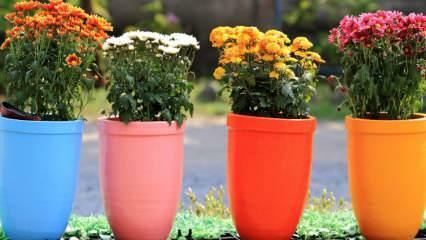 Comment prévenir les mouches dans les fleurs en pot? Méthode pratique pour prévenir la mouche des fleurs.
