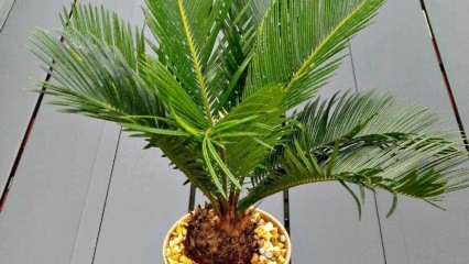 Comment faire pousser des palmiers?