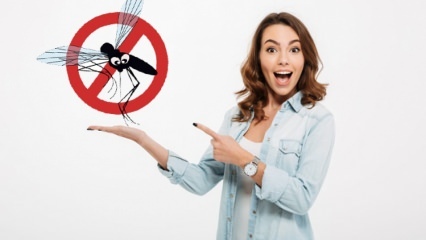 Que fait-on pour empêcher les mouches d'entrer dans la maison? Méthodes anti-mouches ...