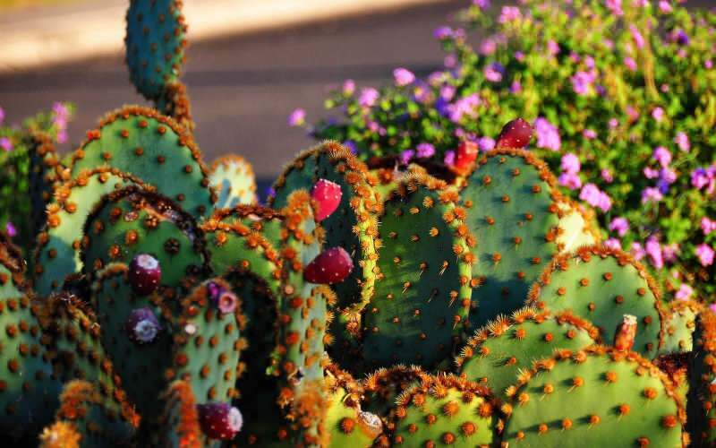 Comment le sol de cactus devrait-il être